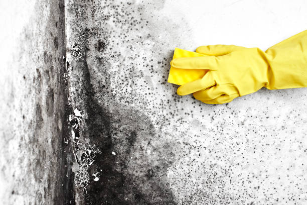 Best Mold Prevention Services  in Roodhouse, IL