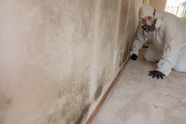 Best Environmental Consulting for Mold Prevention  in Roodhouse, IL